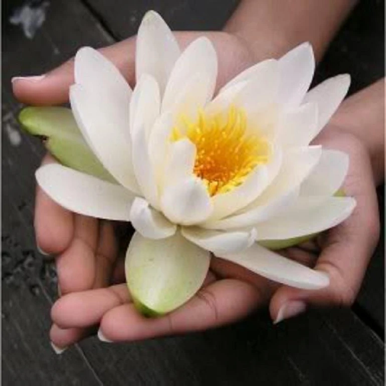 Sứ giả tình thương